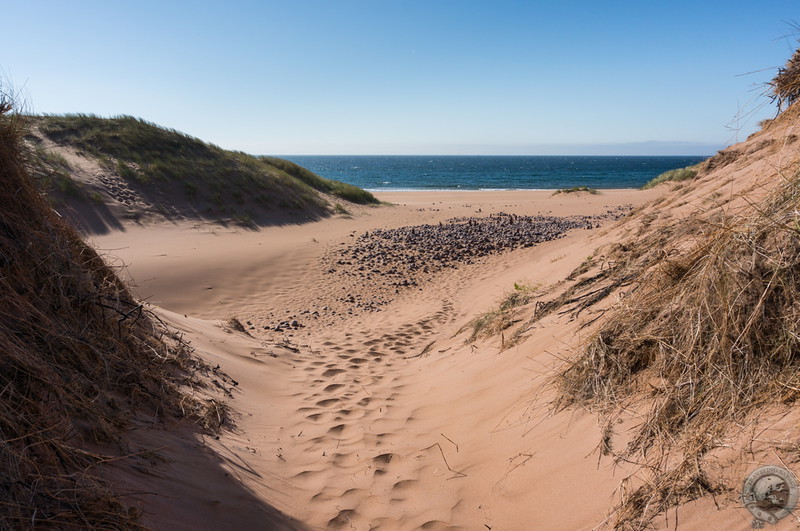 Dunes give way to the beach