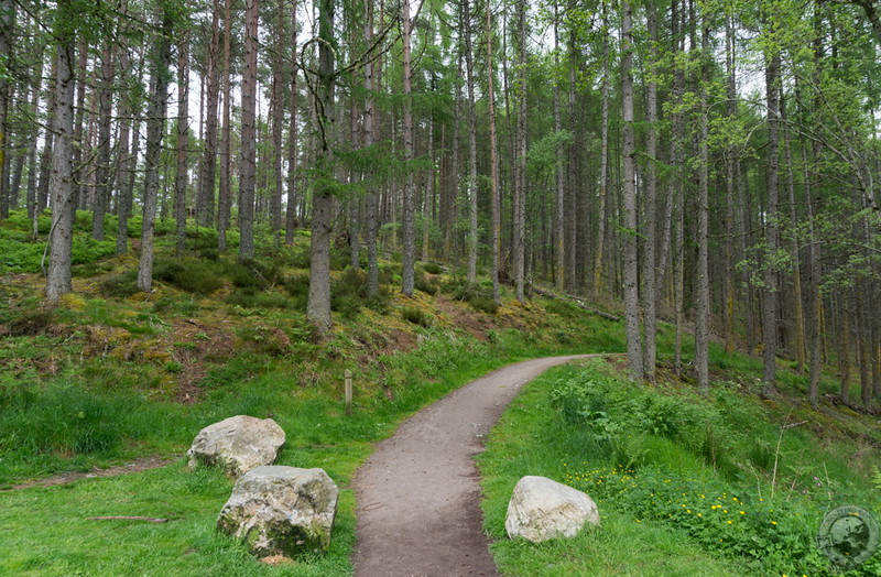 Heading into the woods toward Rogie Falls