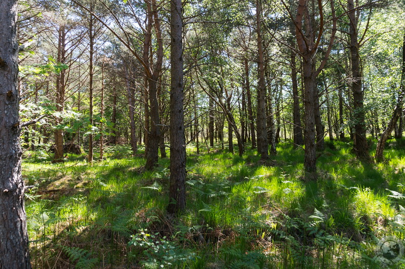 The woods around the Beinn Eighe visitor centre