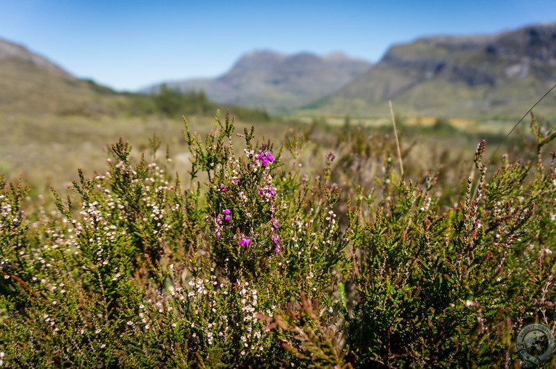 Wind-blown heather on the slopes of Beinn Eighe