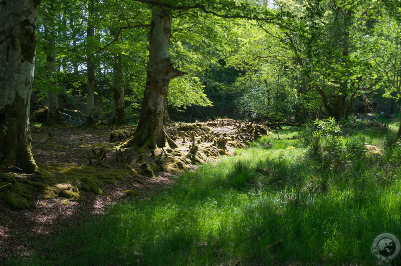 Classically beautiful Scottish wood