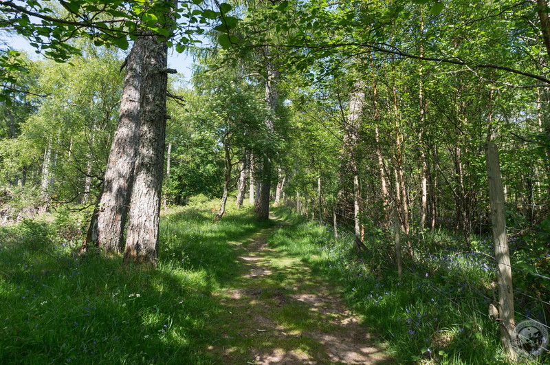 Through the woods to the River Applecross