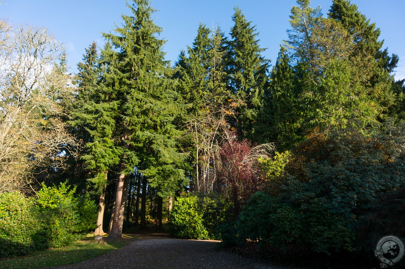 Gorgeous forest surrounding Cuil-an-Duin