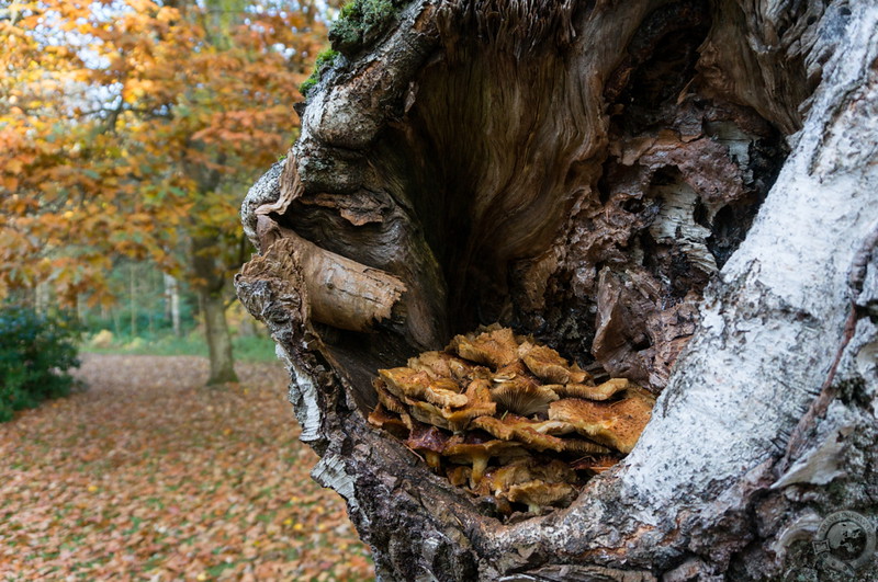 Mushroom family in a birch hollow