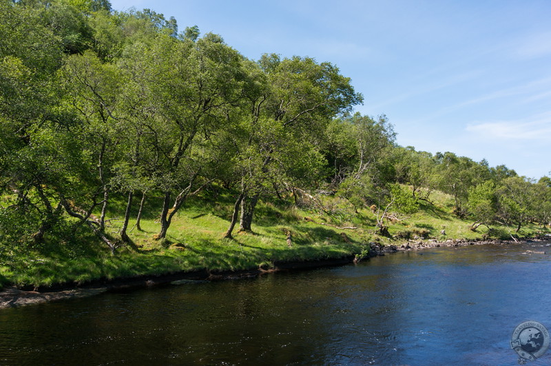 Trees drinking from the river