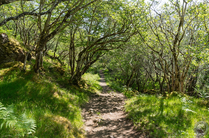 Through the woods to the River Kirkaig