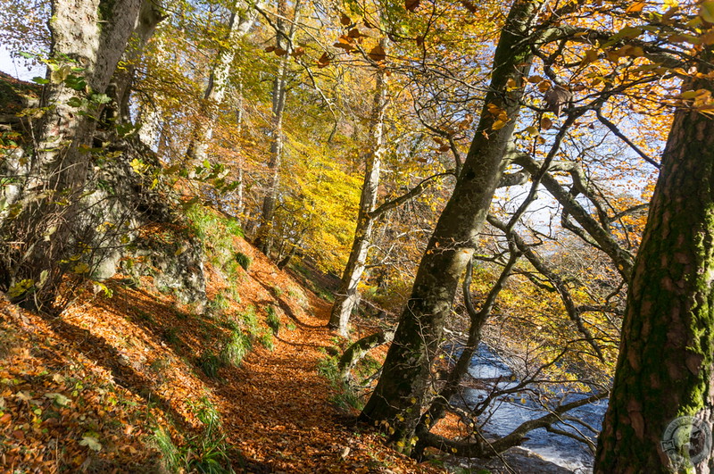 Beech leaves upon the narrow path