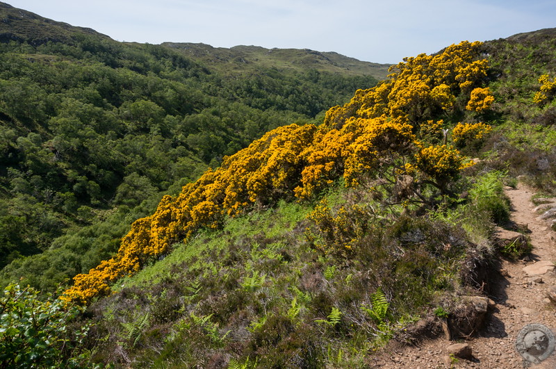 Gorse-covered slopes