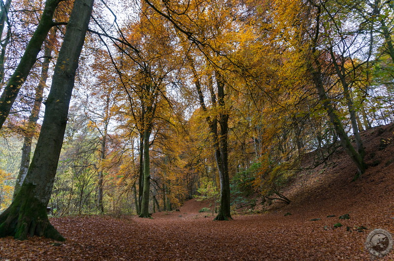 Beech leaf carpet