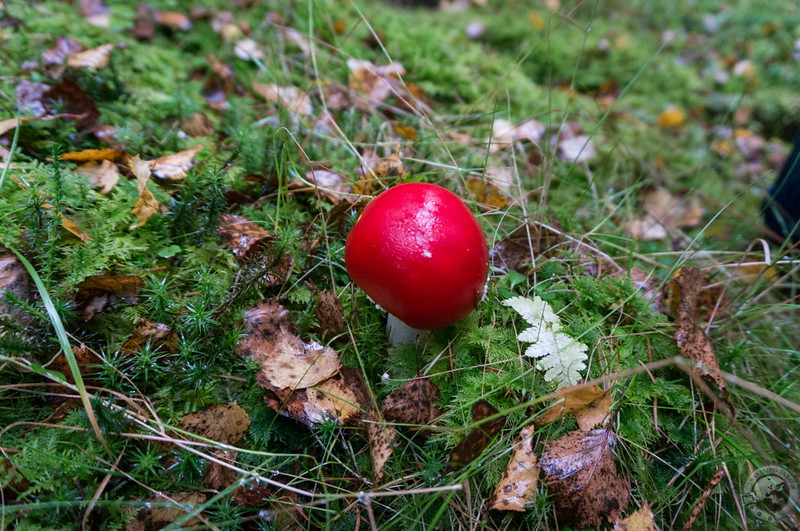 The legendary Fly Agaric