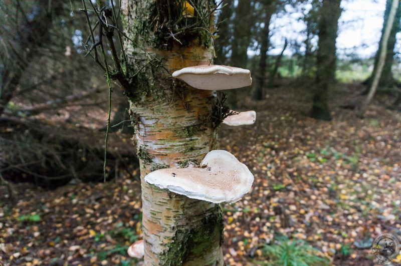 Birch Polypore