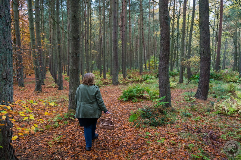 Wandering into the Old Scone Woods