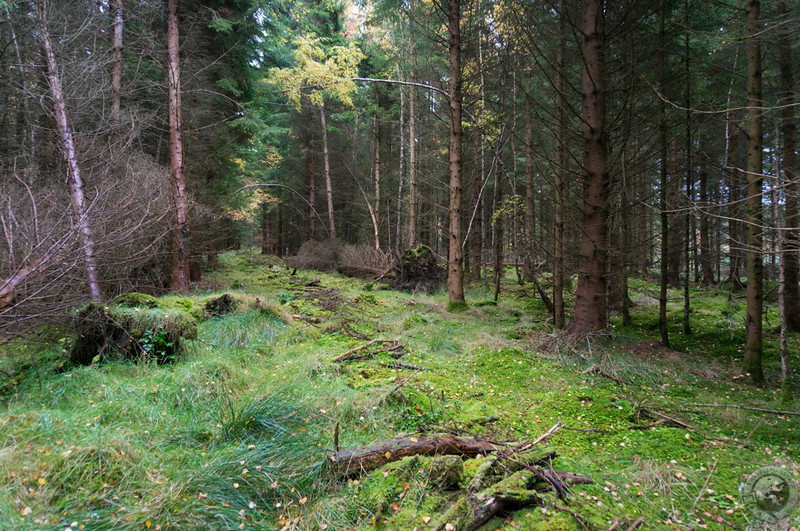 The Old Scone Woods, lush even in November