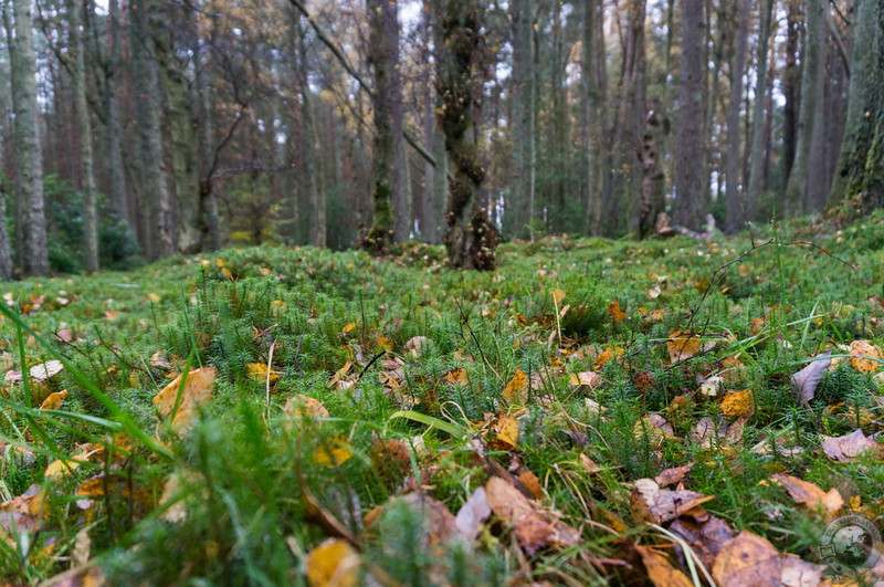 Forest floor-level view