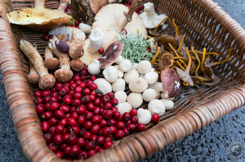 Our foraging bounty