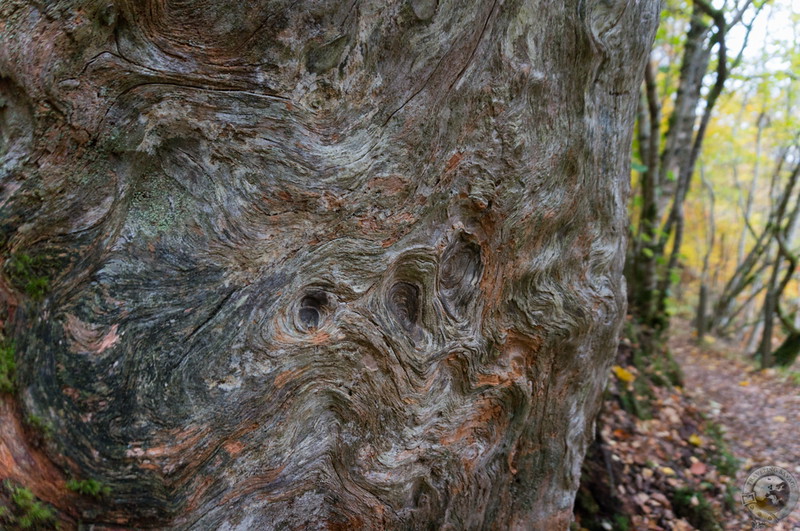 Hoary old burl