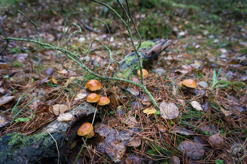 A scattering of mushrooms