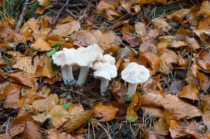 A cluster of mushrooms poking through the fallen leaves
