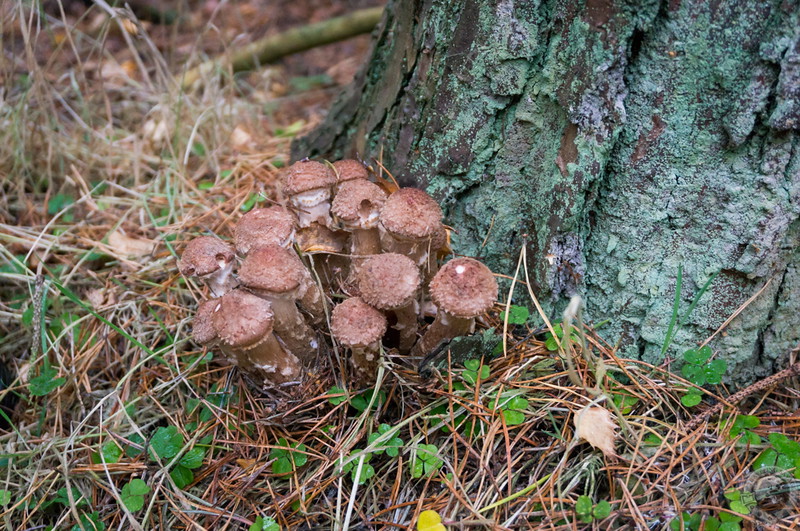 Cluster of stocky mushrooms