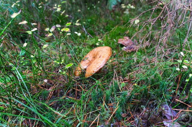 Slug-bitten mushroom cap