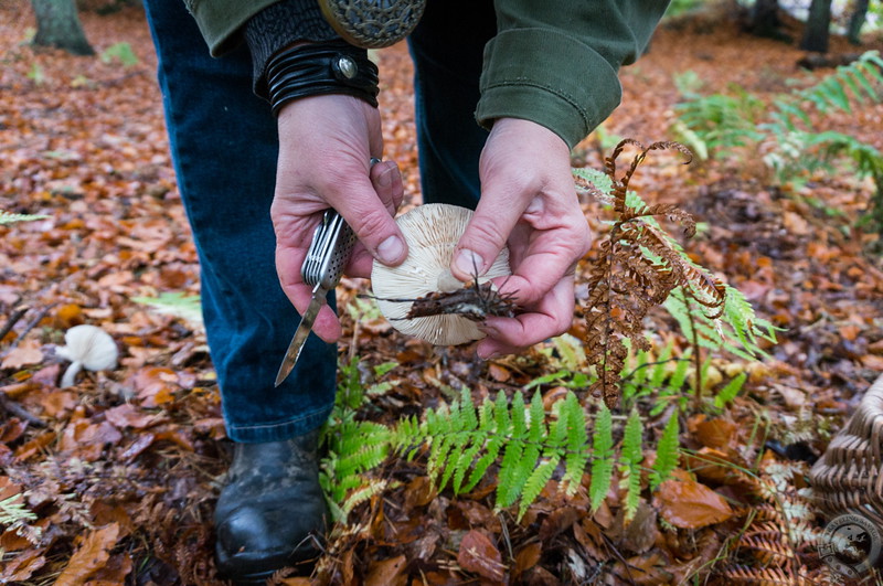 More mushroom inspection