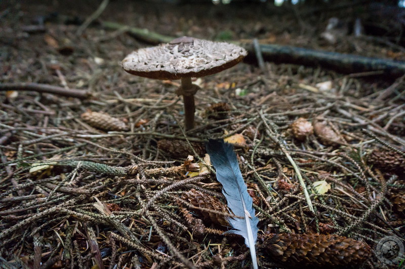 Parasol mushroom and found feather