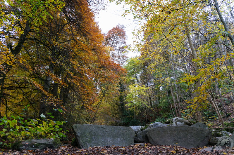 Towering beech and birch