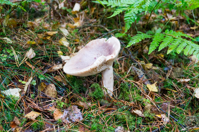 Mushroom cup