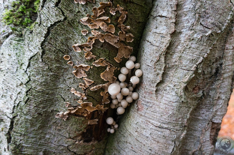 Birch bubbles