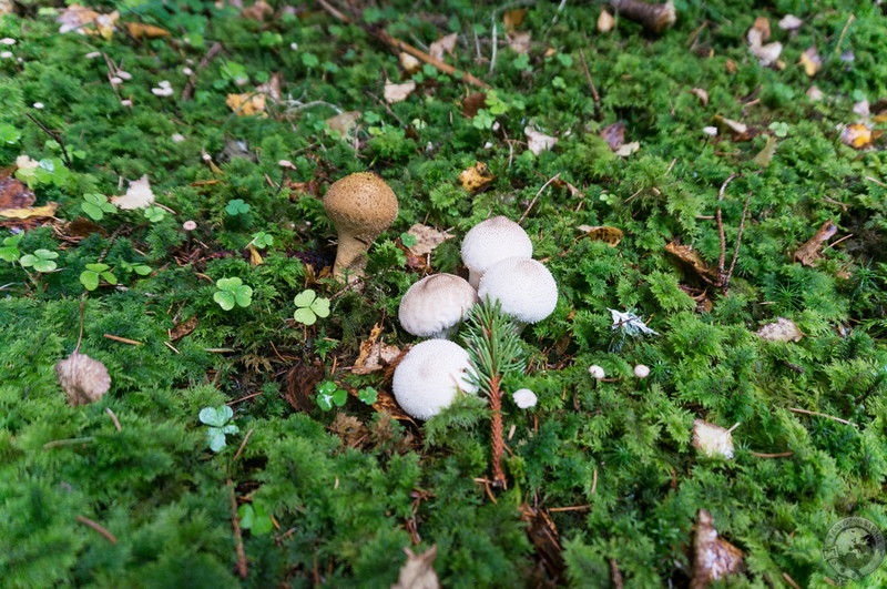 "Wolf fart" puffballs