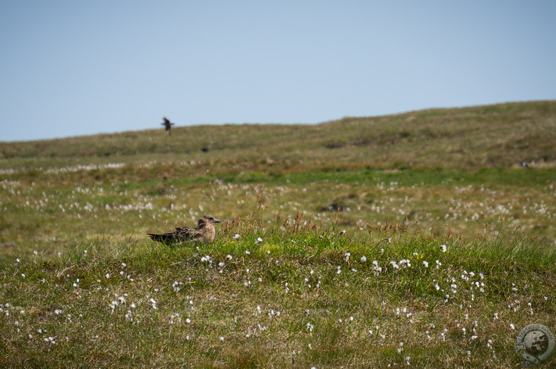 Ground-nesting birds everywhere