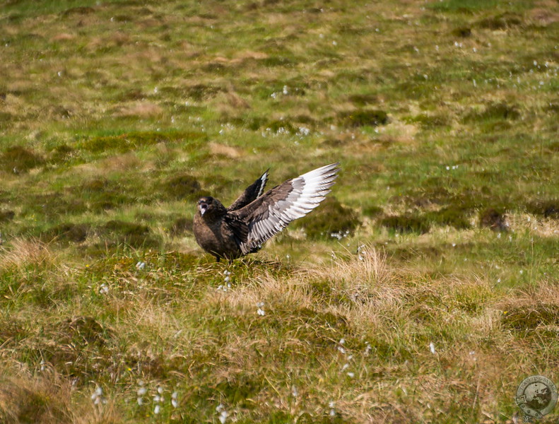 Angry bird nesting in the grass