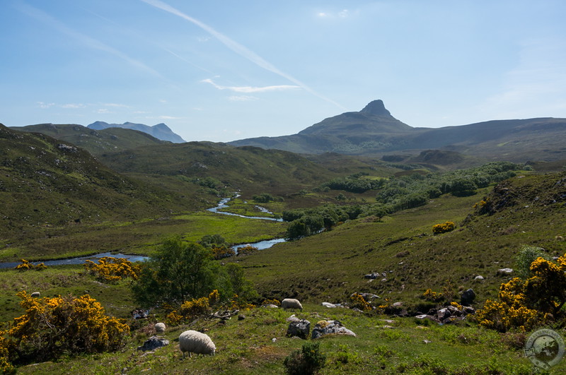 Sheep and peaks