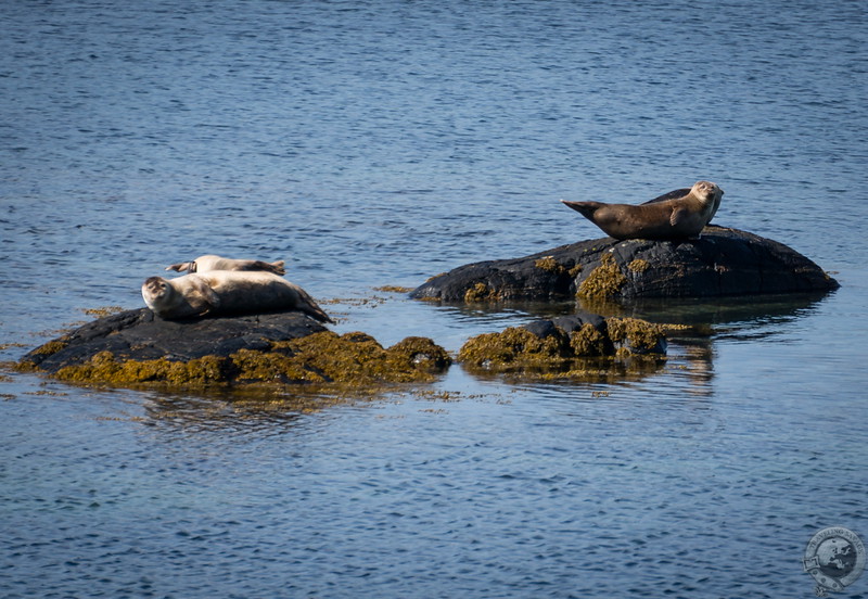 Basking in the sun