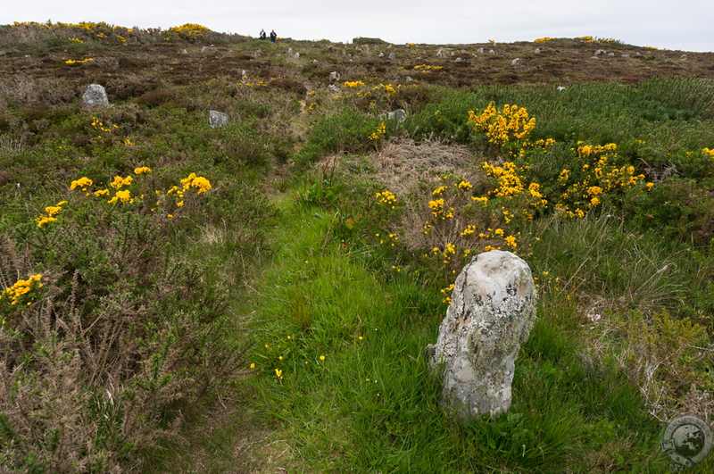 A field of standing stones