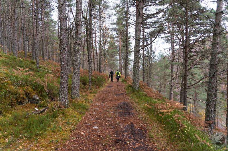 Through the bracken and moss