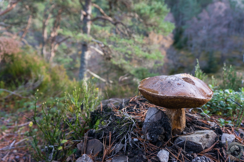 The largest cep mushroom in the known universe