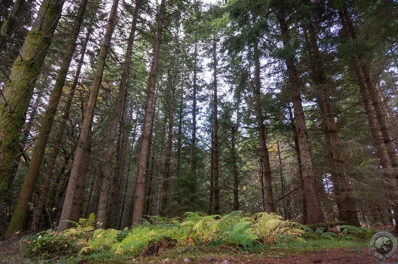 Tall pines in Rannoch Forest