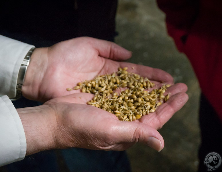 Handfuls of malted barley