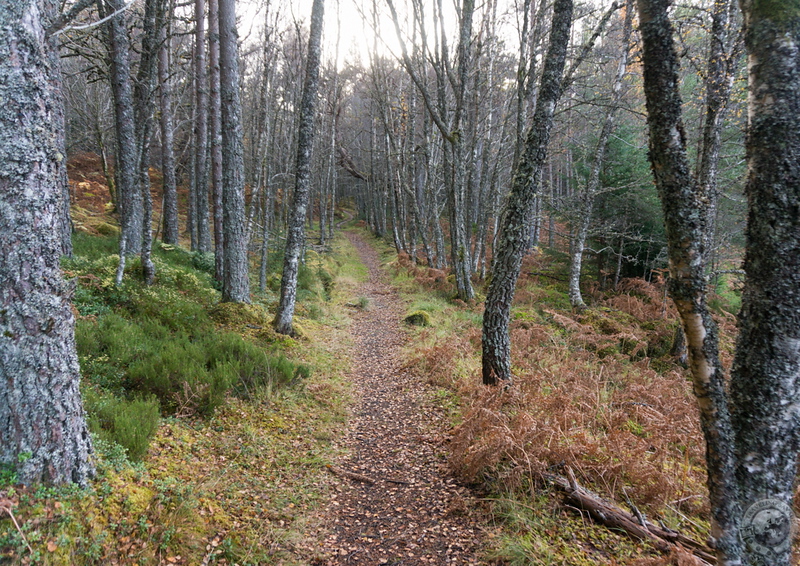 Through the autumn wood