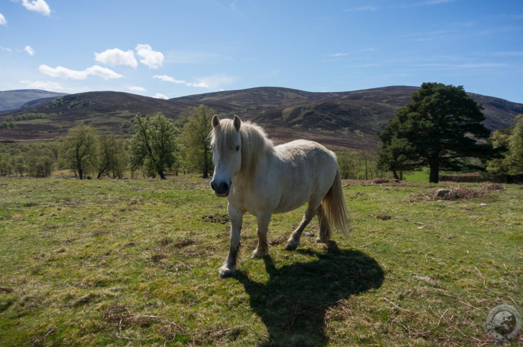 Glen Esk, Angus, Scotland