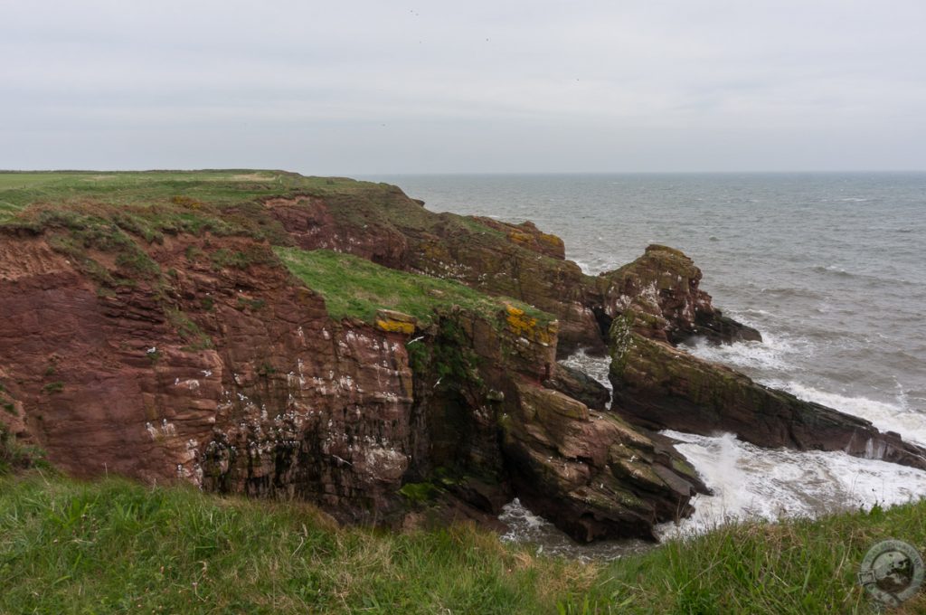 Seaton Cliffs, Arbroath, Angus, Scotland