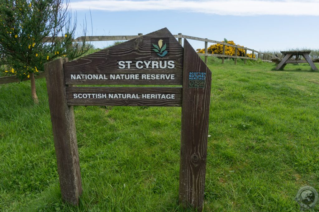 St. Cyrus NNR, Montrose, Aberdeenshire
