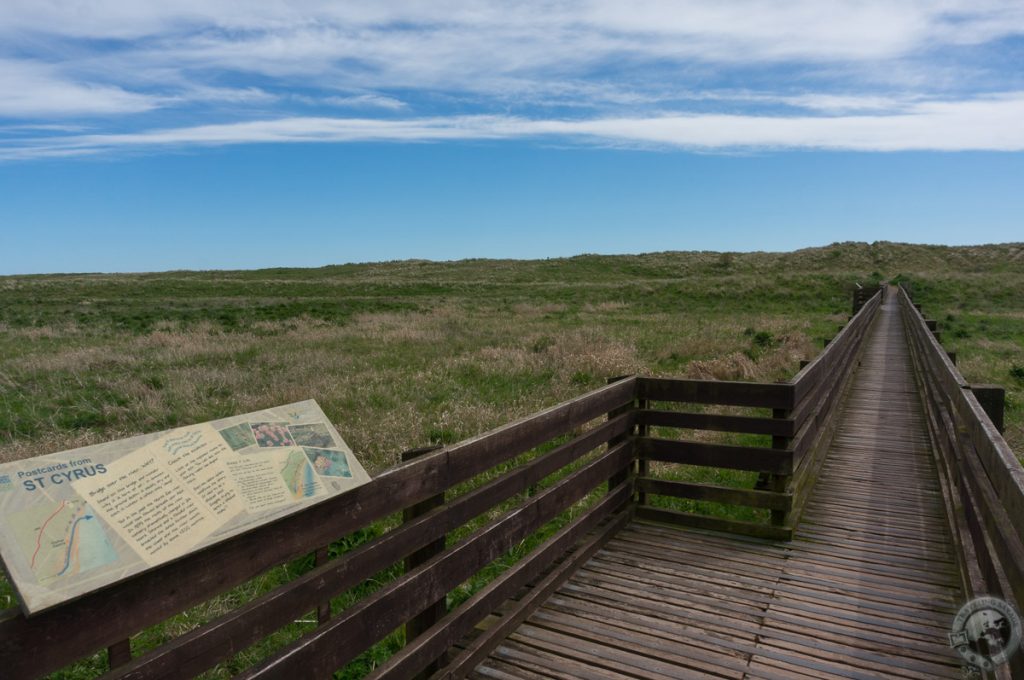 St. Cyrus NNR, Montrose, Aberdeenshire