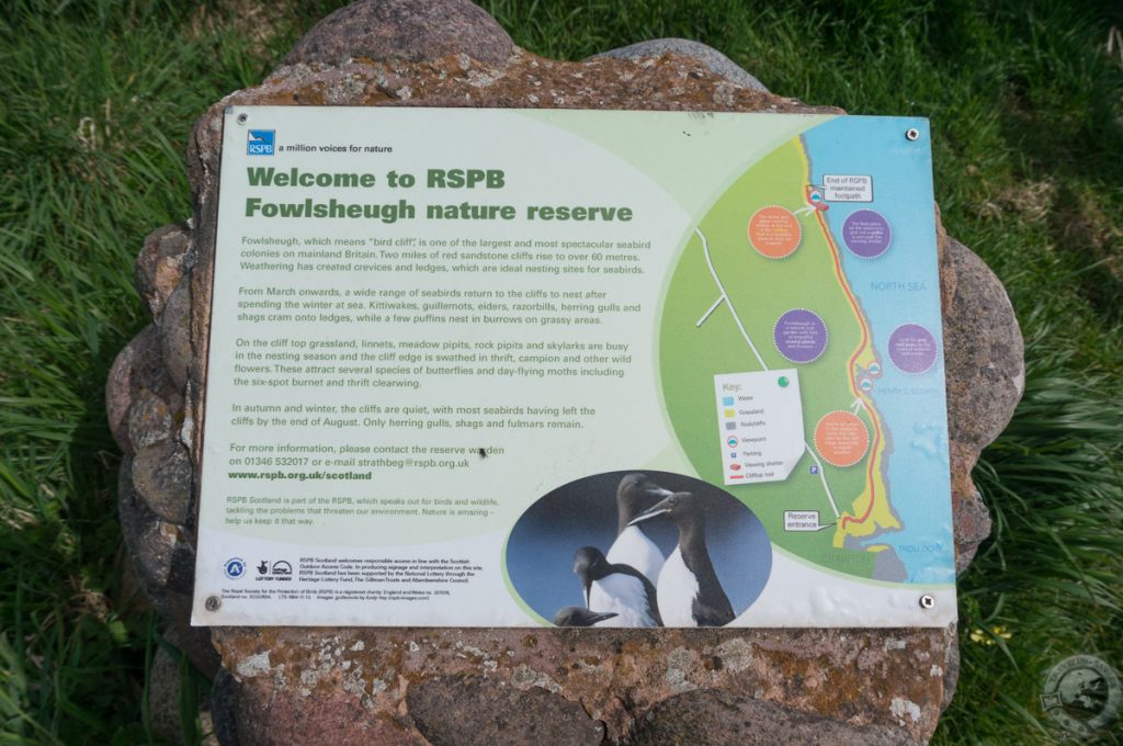 RSPB Fowlsheugh, Aberdeenshire, Scotland