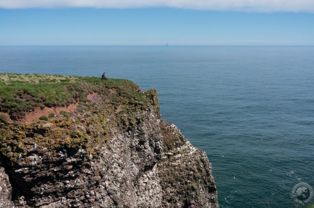 RSPB Fowlsheugh, Aberdeenshire, Scotland