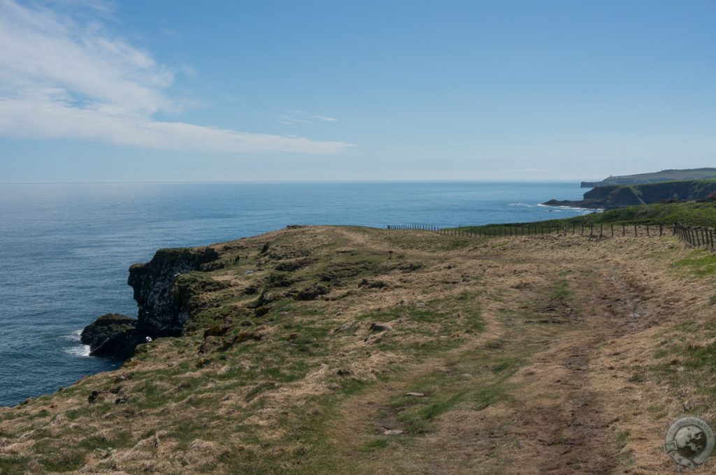 RSPB Fowlsheugh, Aberdeenshire, Scotland