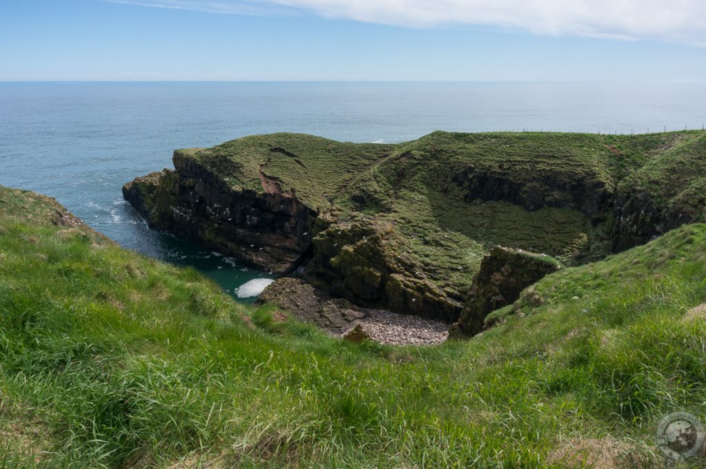 RSPB Fowlsheugh, Aberdeenshire, Scotland