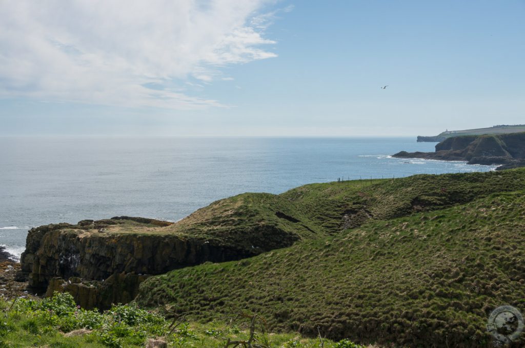 RSPB Fowlsheugh, Aberdeenshire, Scotland