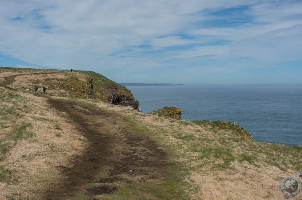 RSPB Fowlsheugh, Aberdeenshire, Scotland